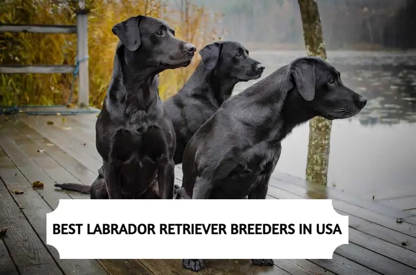7 Best Labrador Retriever Breeders in the USA (2024)