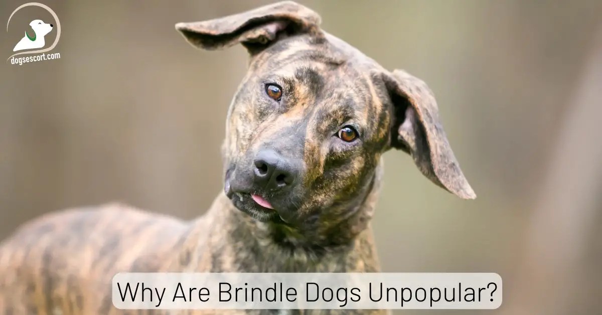 Why Are Brindle Dogs Unpopular? 7 Strange Reasons