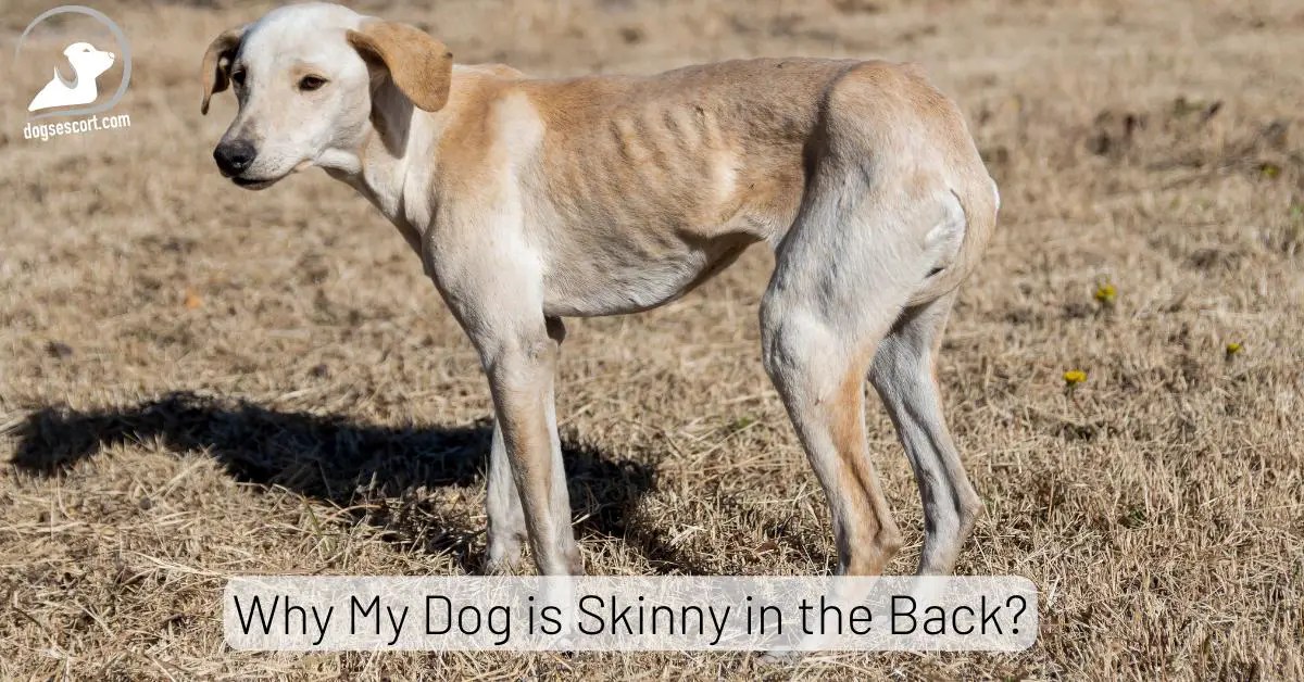 Why is My Dog Skinny in the Back? 7 Reasons Explained