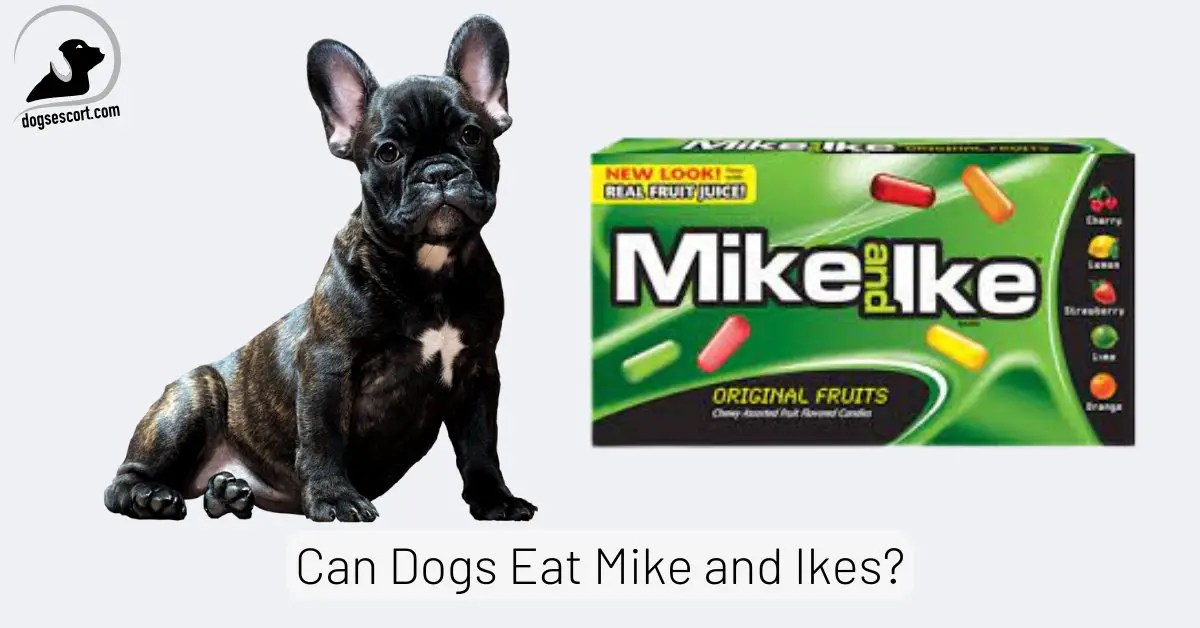 Can Dogs Eat Mike and Ikes? Potential Risks of Feeding