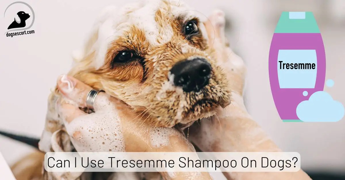 Can I Use Tresemme Shampoo On Dogs? (Safety Concerns)