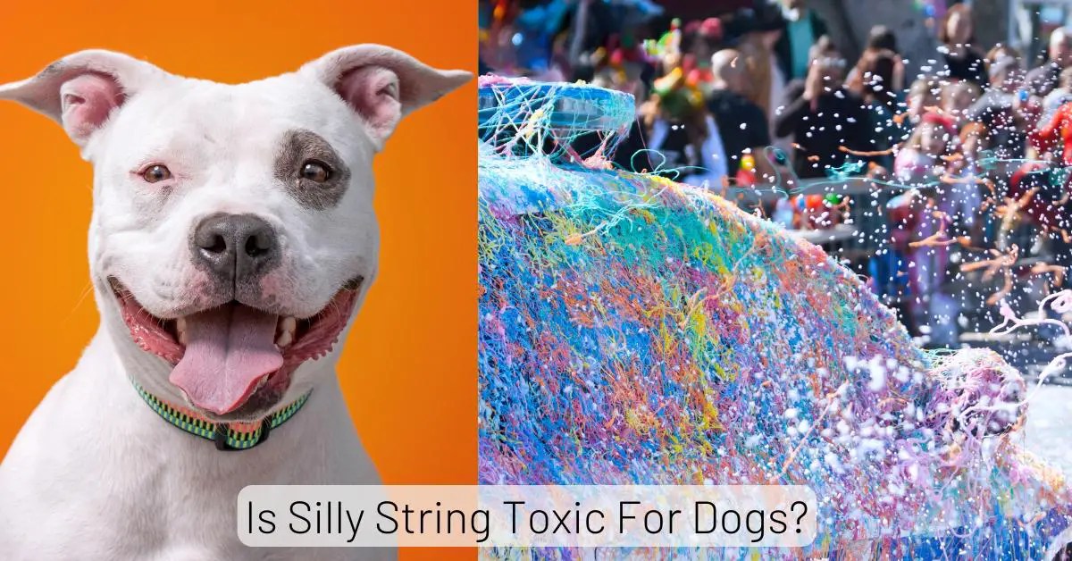 Is Silly String Toxic For Dogs? Exploring Dangers & Precautions