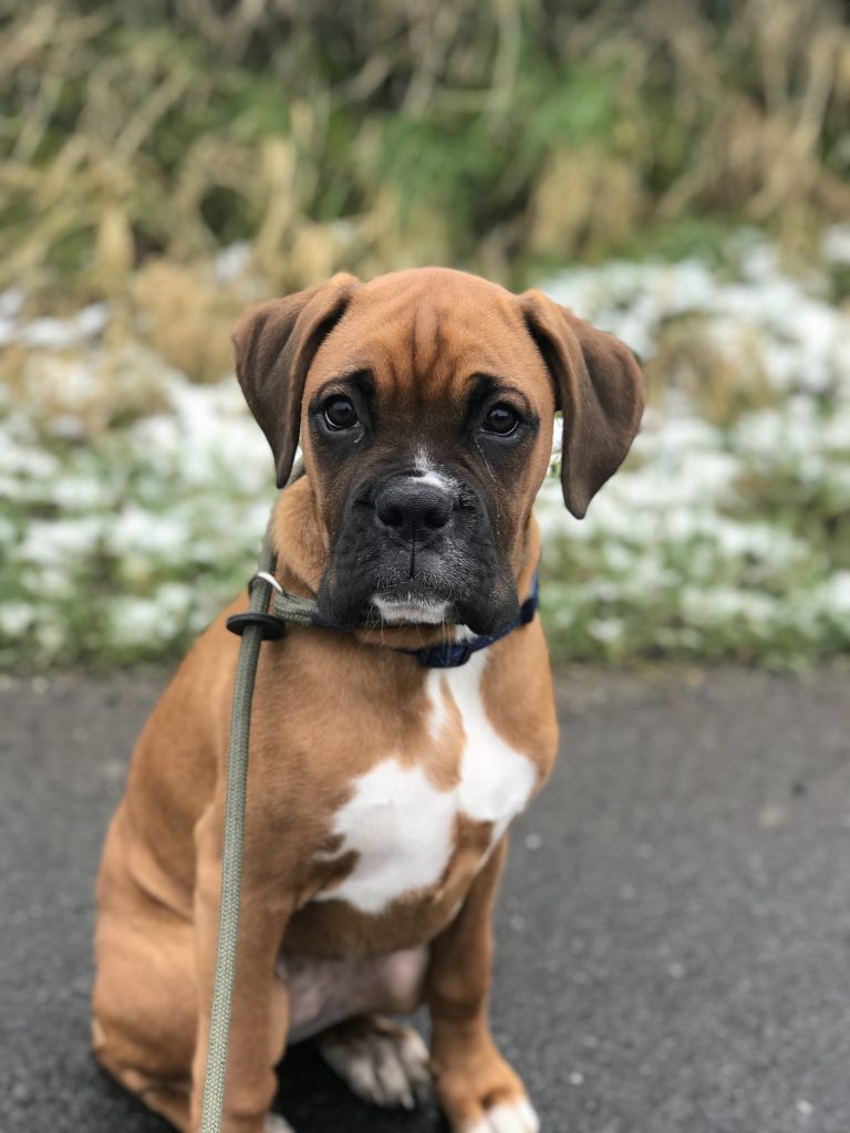69+ How To Train My Boxer Puppy Picture Bleumoonproductions