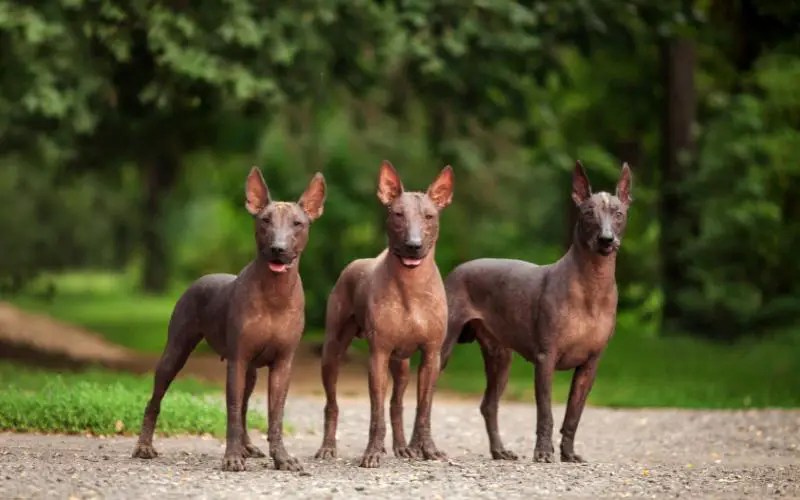 How to Find Xoloitzcuintli Puppies for Sale Dogable