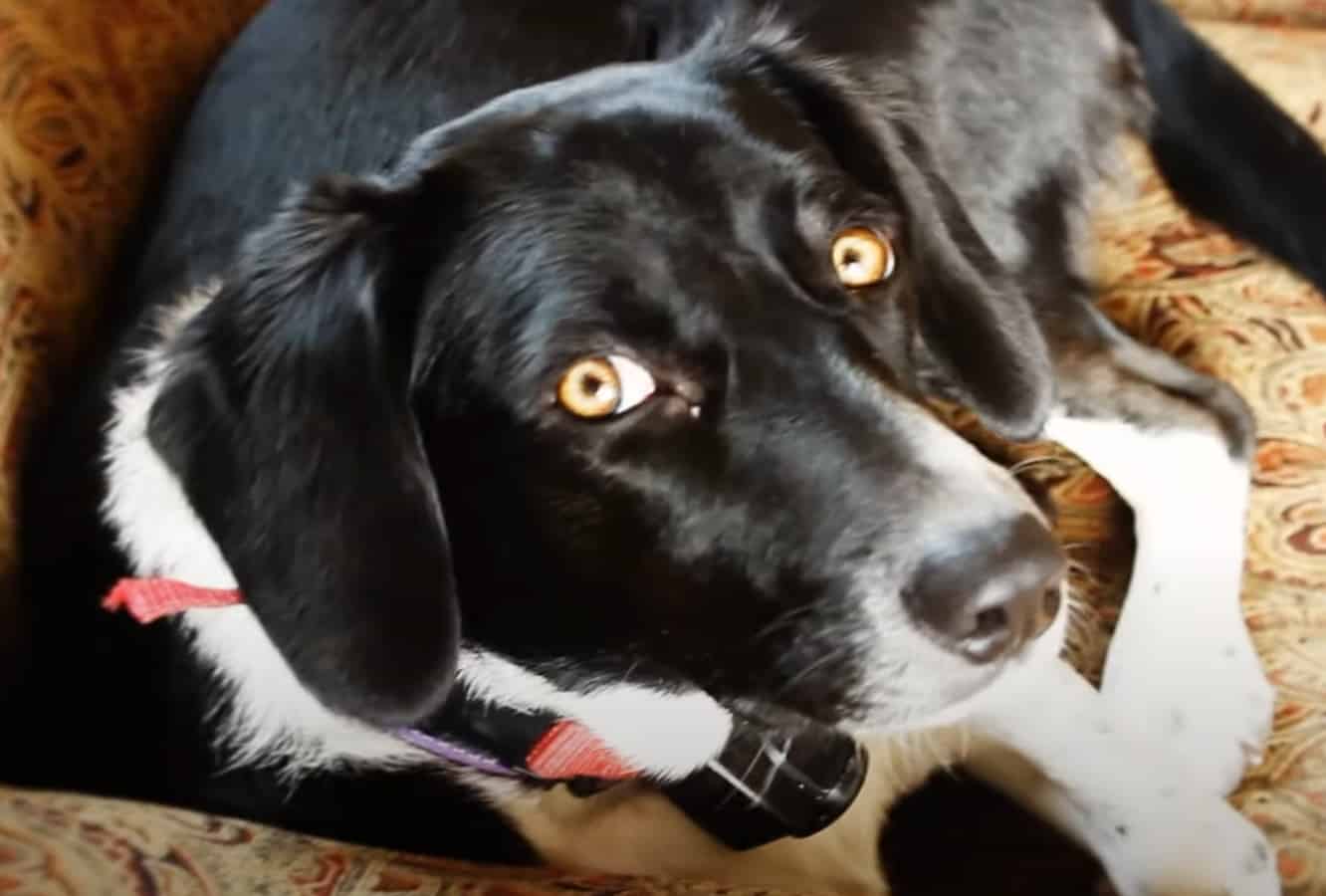 Border Collie And Beagle Mix