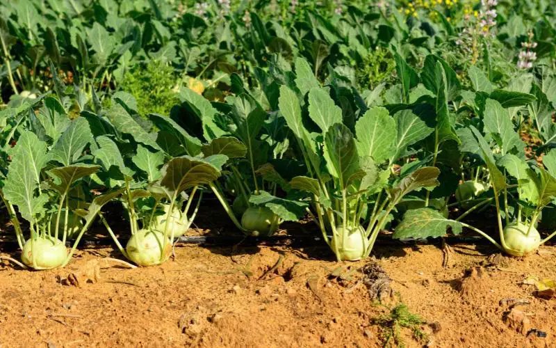 Can Dogs Eat Kohlrabi? Kohlrabi Dog Feeding Guide Dogable