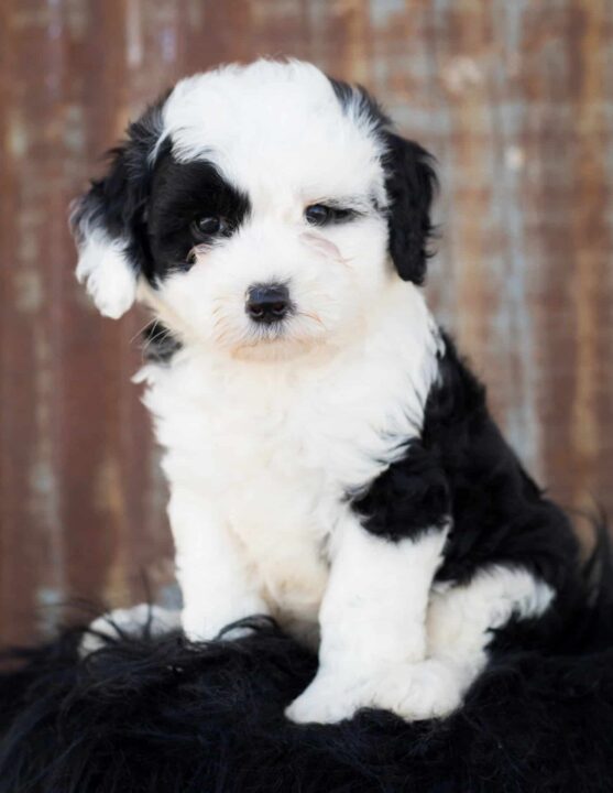 The German Shepherd Poodle Mix aka the Shepadoodle Dogable