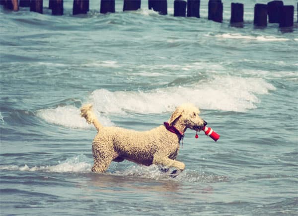 Do Poodles Have Webbed Feet? Dog Advice Center