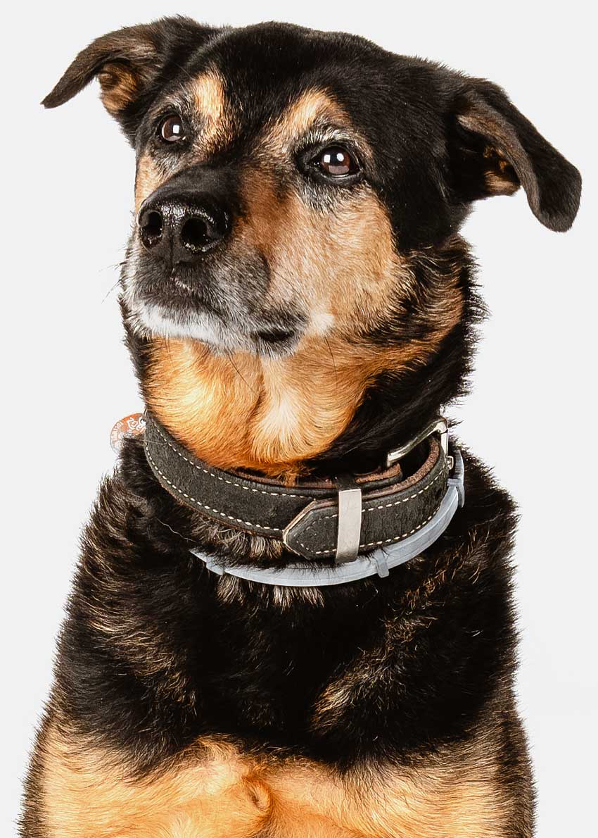 Hund ist aggressiv an der Leine DogAdvisor Manuel Kregl
