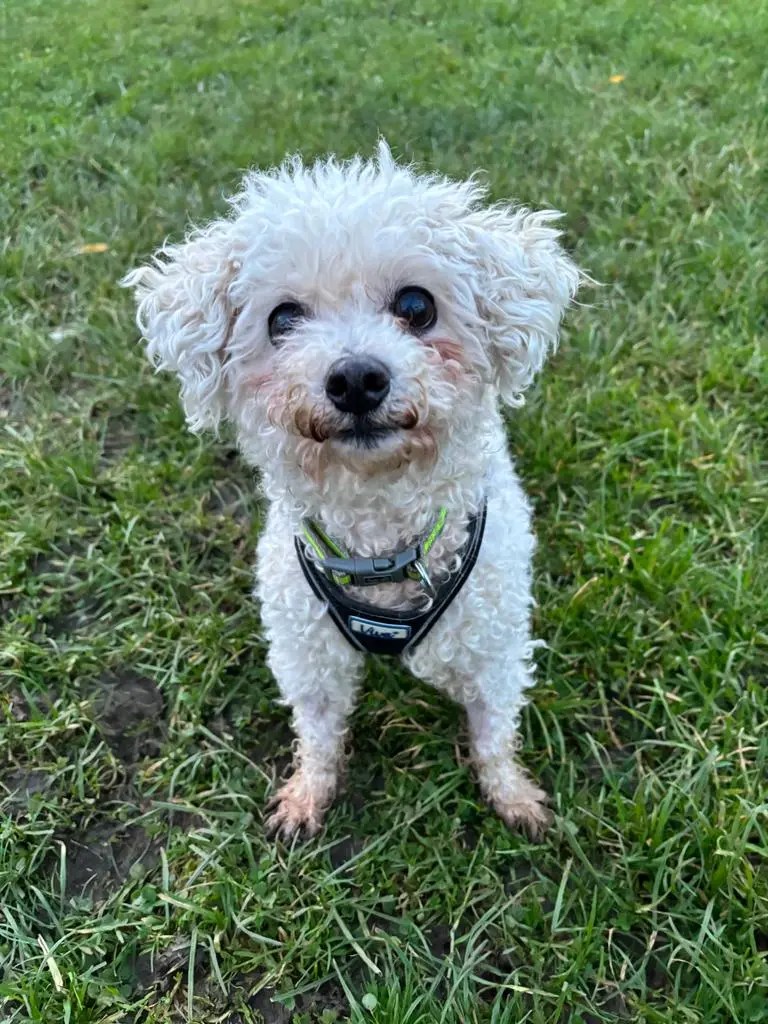 Bella Newcastle Dog & Cat Shelter