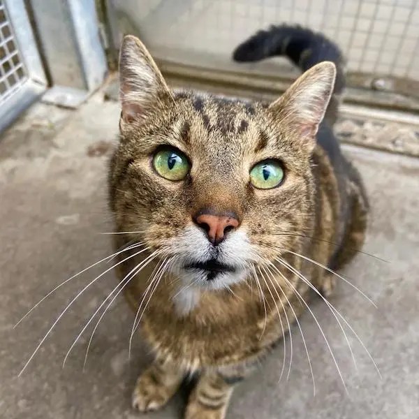 image00028 Newcastle Dog & Cat Shelter