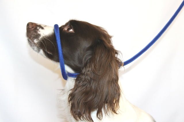 Dog & Field Figure 8 Halter Lead Braided Nylon Gun Dog Leads