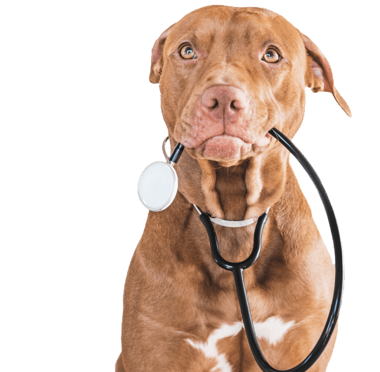 Dog Bite Insurance Costs Explained Dog Bite Quote