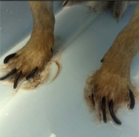 Hold your dog's paw in your hand gently and separate the toes, exposing one nail at a time. 5 Awesome Tips and Tricks For a Stress-Free Way of Cutting ...