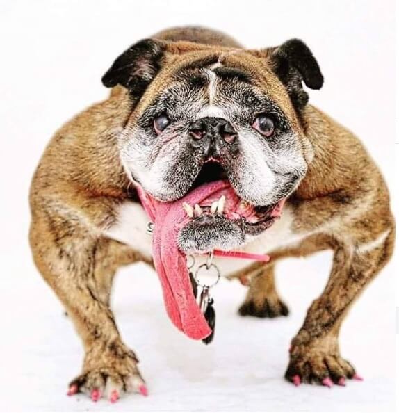 Zsa Zsa, The English Bulldog Who Won 2018's World's Ugliest Dog Passes