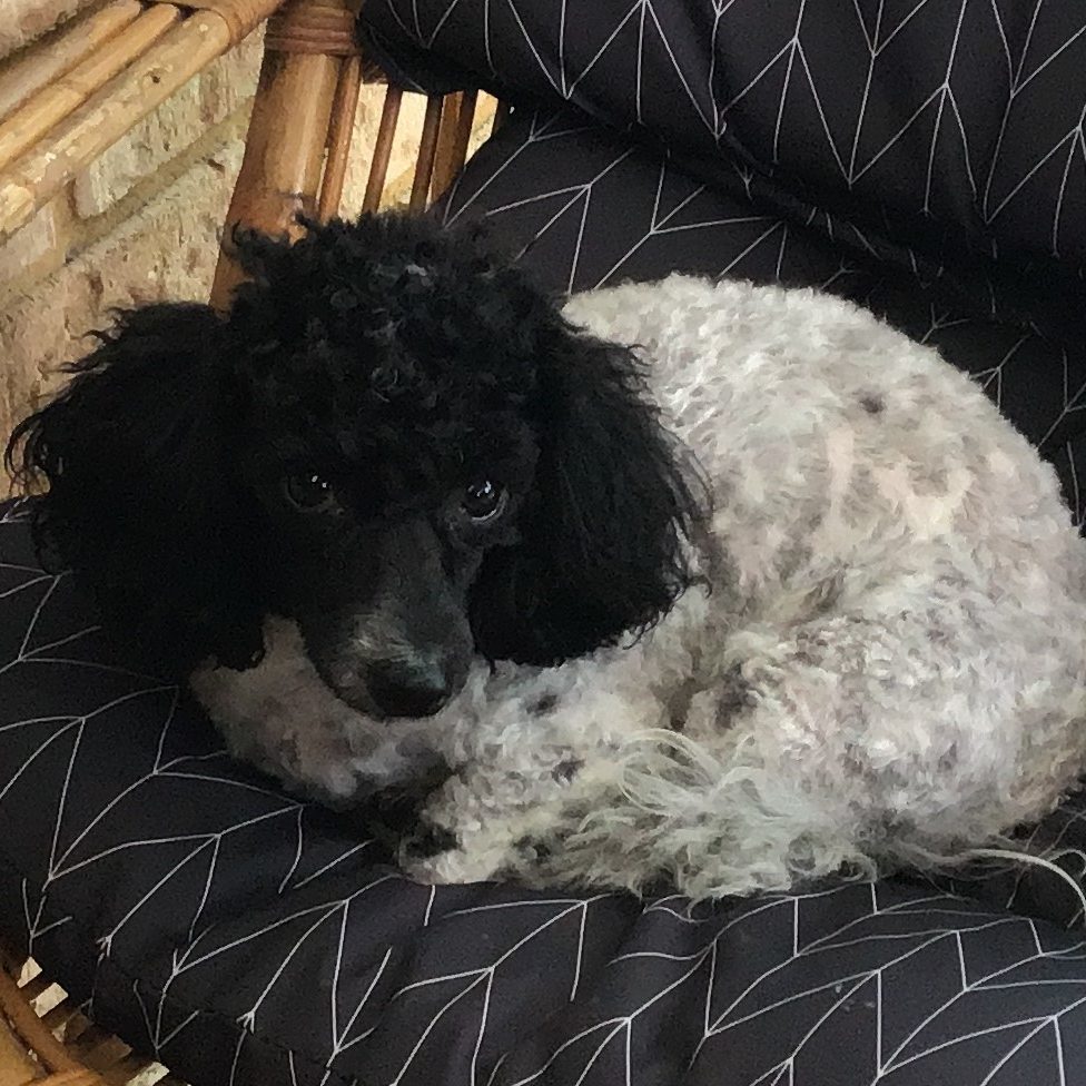 Dog Breeders NZ Cavoodle, Poochon and Cavachon Puppies