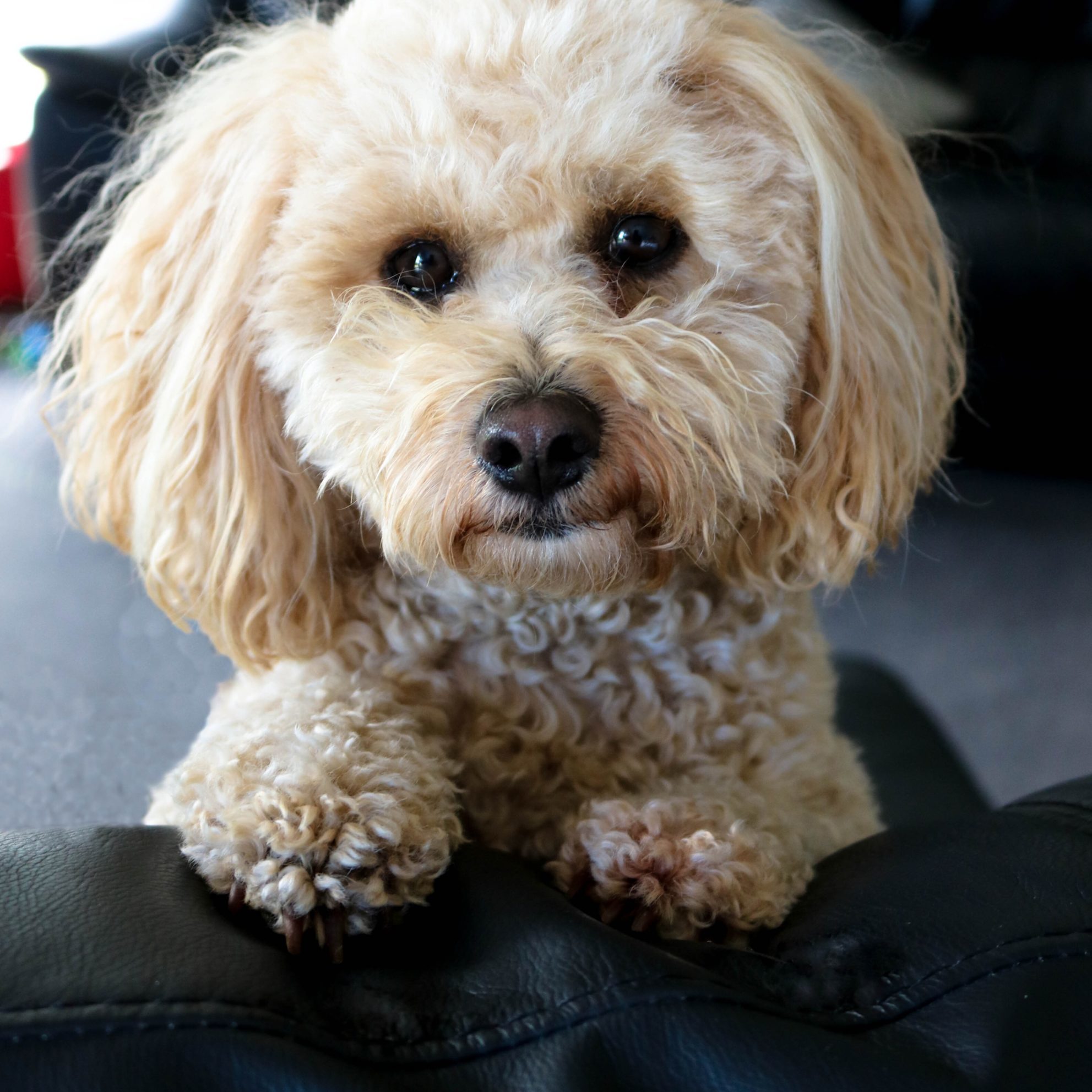 Dog Breeders NZ Cavoodle, Poochon and Cavachon Puppies