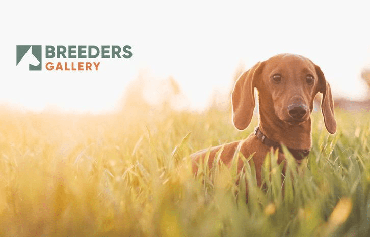 Mastiff|Sariiixo Onlyfans Dogs Or Puppies for sale in South Africa