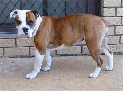 Australian Bulldog Dog Breed Information And Pictures