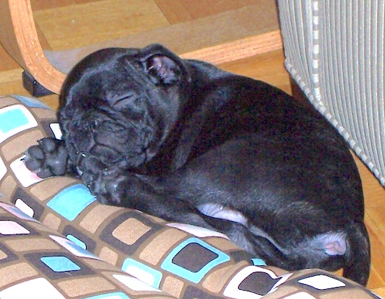 Bugg Dog Breed Pictures, 3
