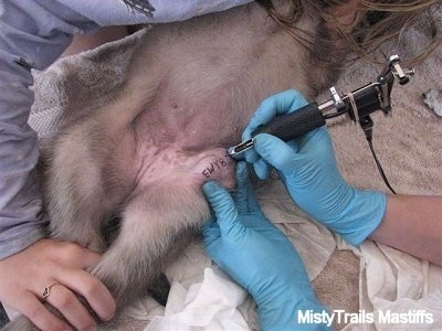 Tattooing The Pups At 6 Weeks, Whelping And Raising Puppies 300_x_400_jpg