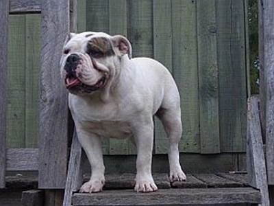 Australian Bulldog Dog Breed Information And Pictures