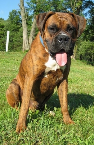 Bruno The Boxer, 1 Year Old...