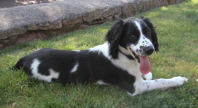Search for Medium Dogs By Looking at Pictures, 2050 Pounds