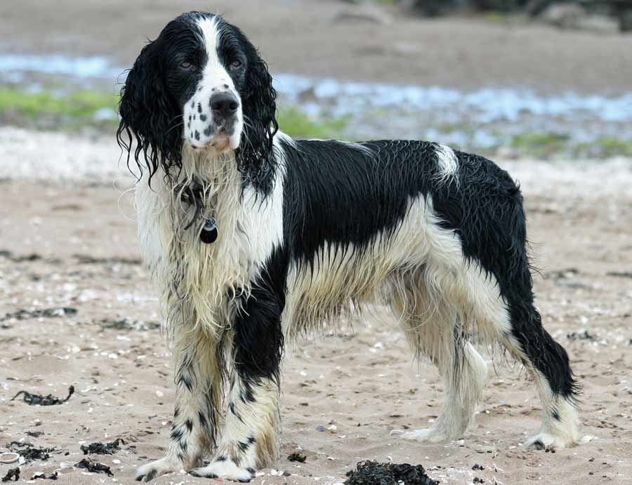 English Springer Spaniel Dog Breed Standards