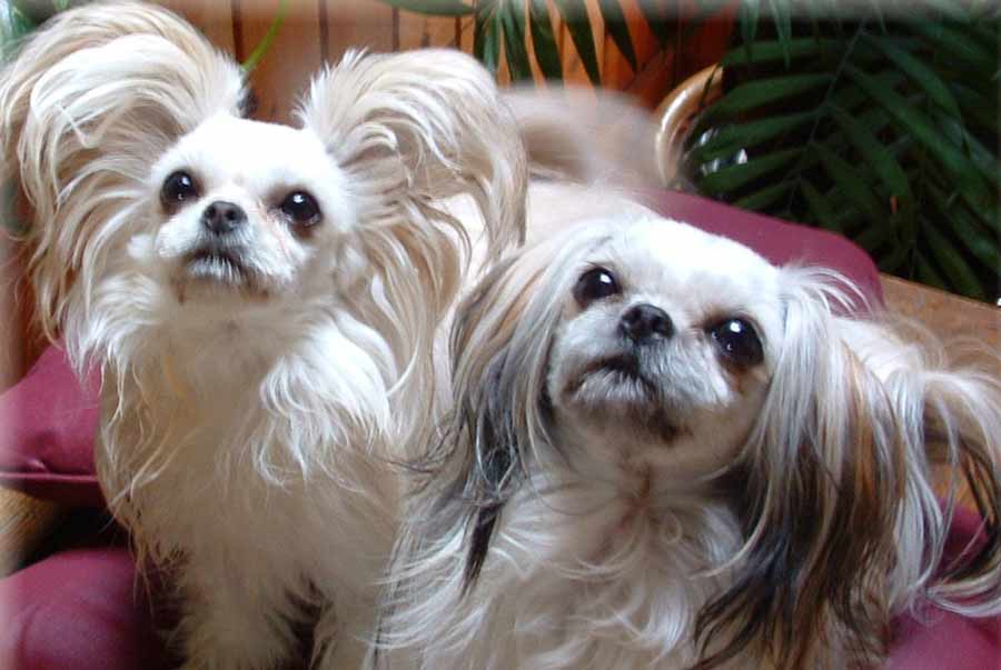 MiKi Dog Breed Standards