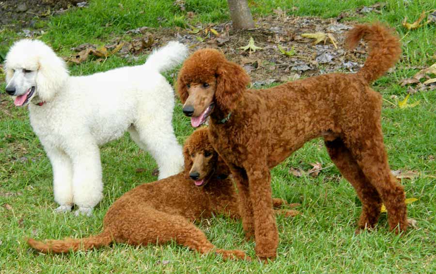 Poodle ( Standard Poodle ) Dog Breed Standards