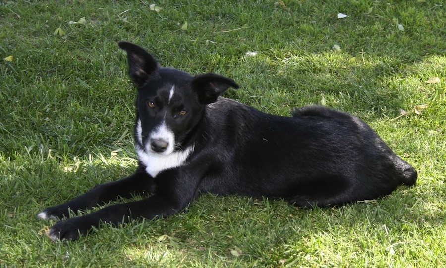 Mcnab Dog Breed Standards