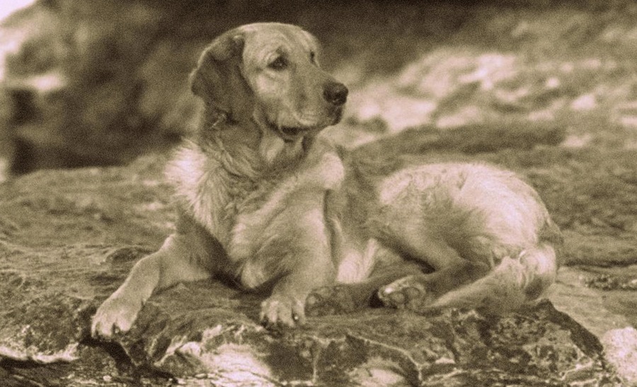 10 Dog Breeds That No Longer Exist