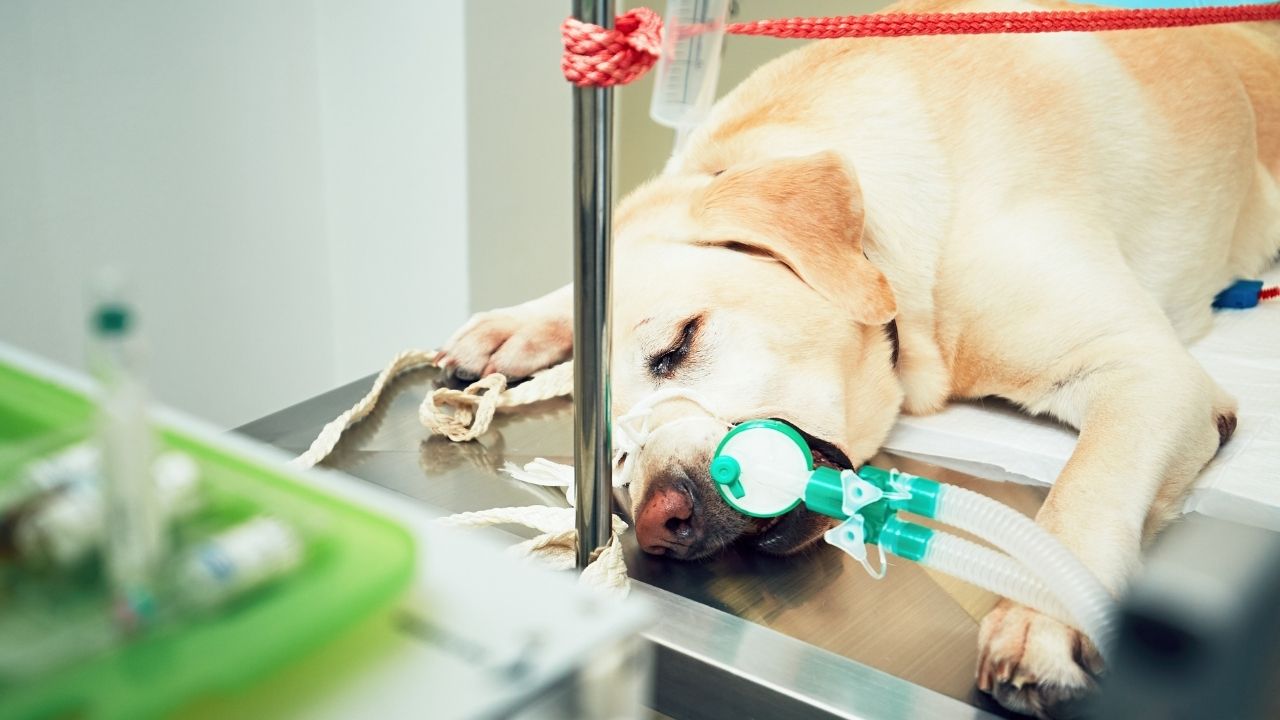 Stereotactic Radiation Therapy for Dogs