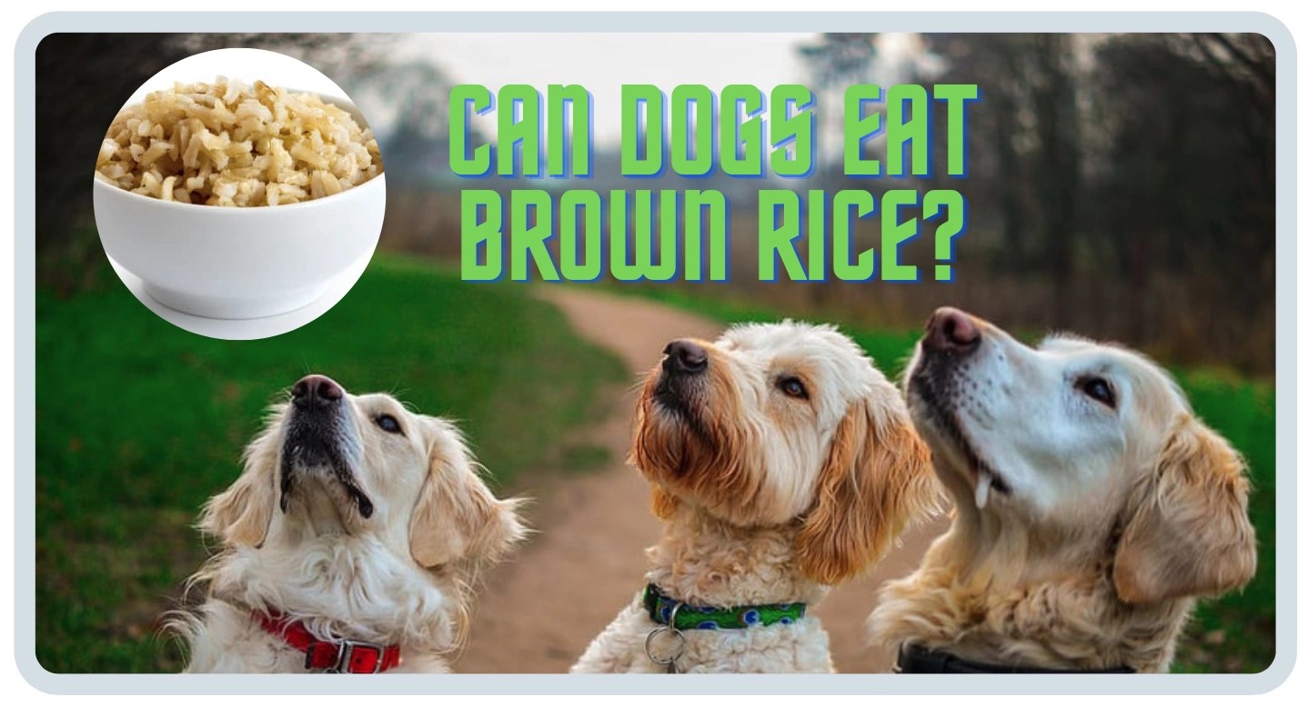 Can dogs eat brown rice? (Yes! Here's Why) DogCareLife