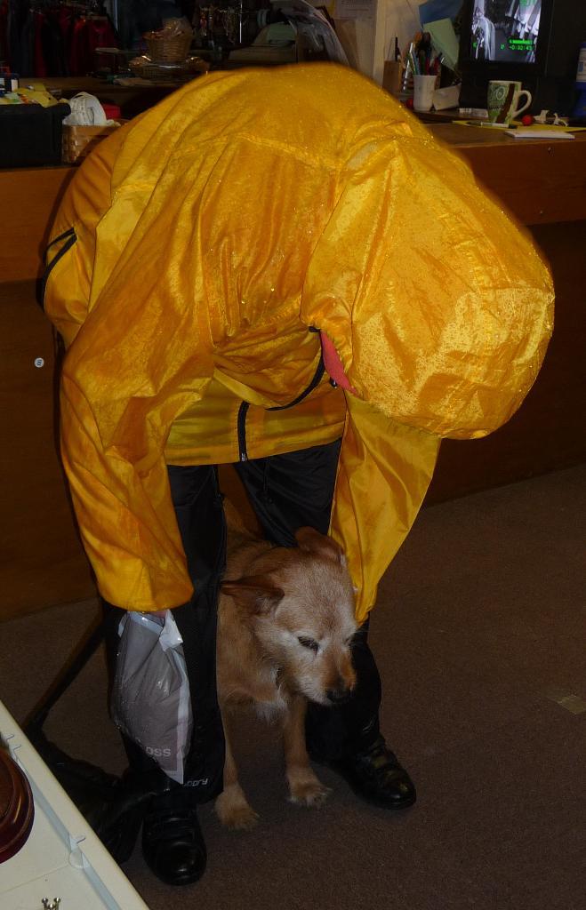 Dog meeting and greeting in charity shop DogCast Radio