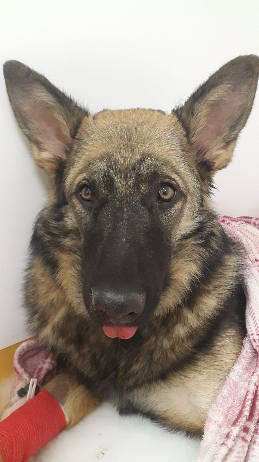 Episode 209 Where the Lost Dogs Go and life saving surgery on a dog