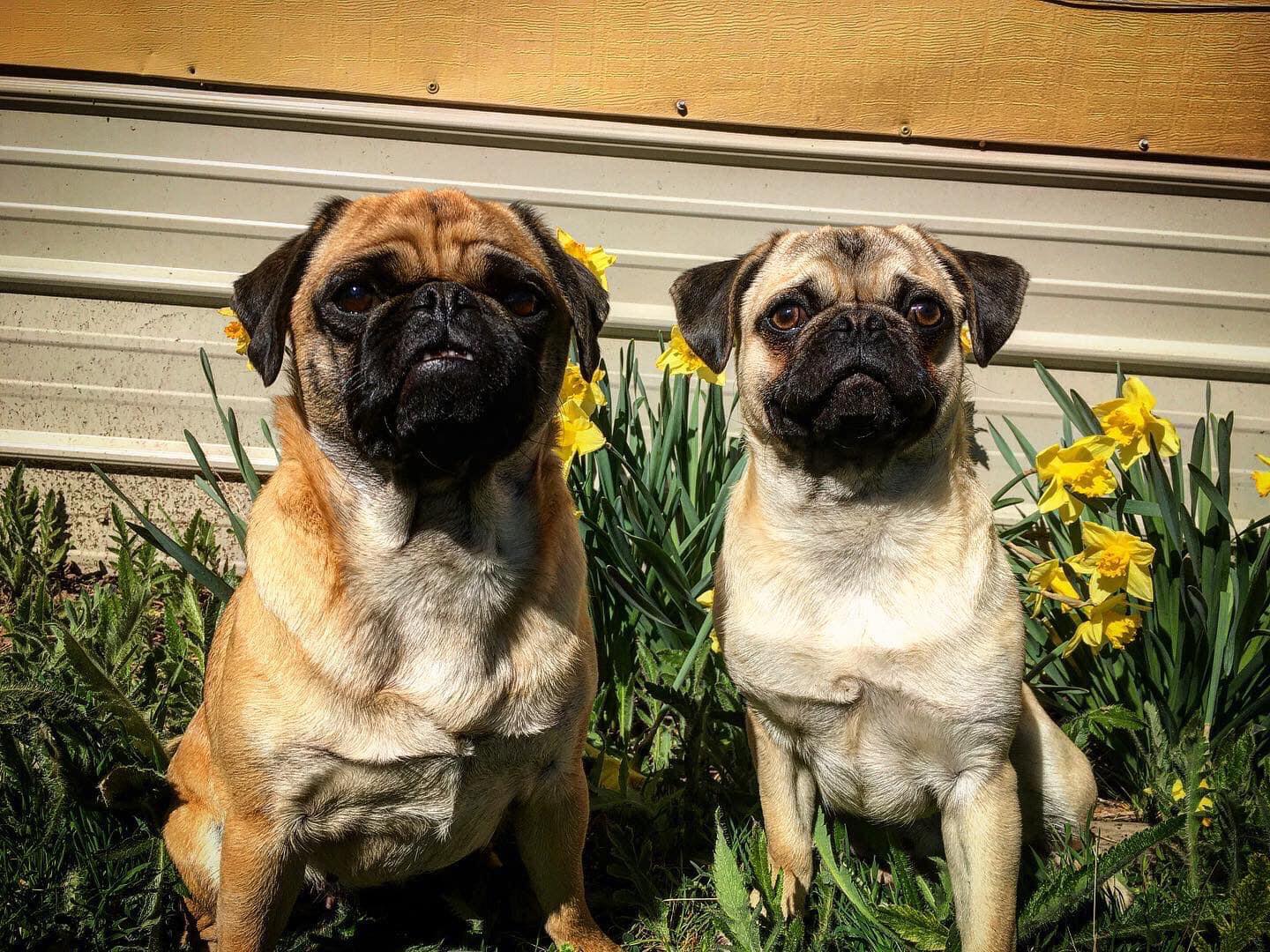 Episode 225 Cowpugs, Battersea Anniversary and Pet Insurance