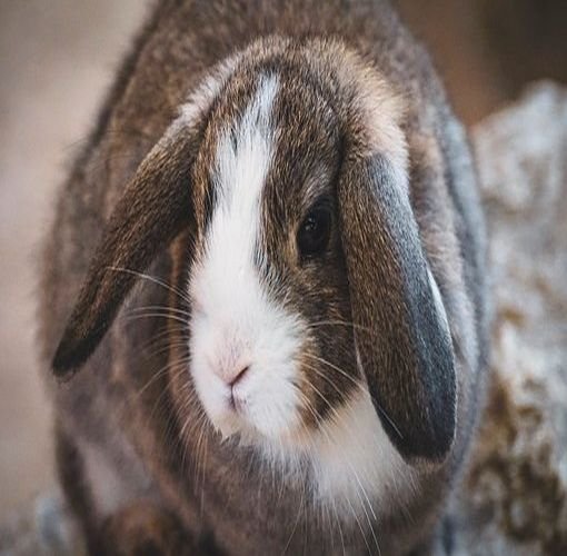 Où acheter un Lapin Nain Bélier? Chez AnimalsExpress