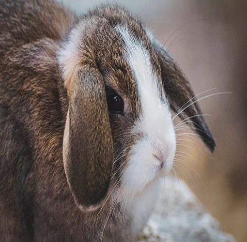 Où acheter un Lapin Nain Bélier? Chez AnimalsExpress