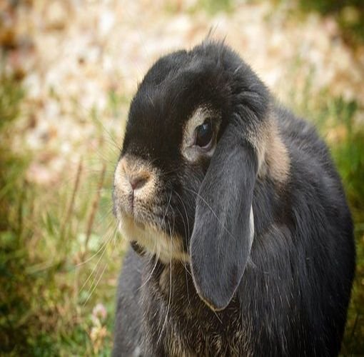 Où acheter un Lapin Nain Bélier? Chez AnimalsExpress