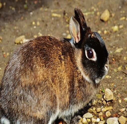 Pourquoi acheter un Lapin Nain chez AnimalsExpress