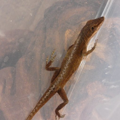 Pourquoi acheter un Iguane Iguane chez AnimalsExpress