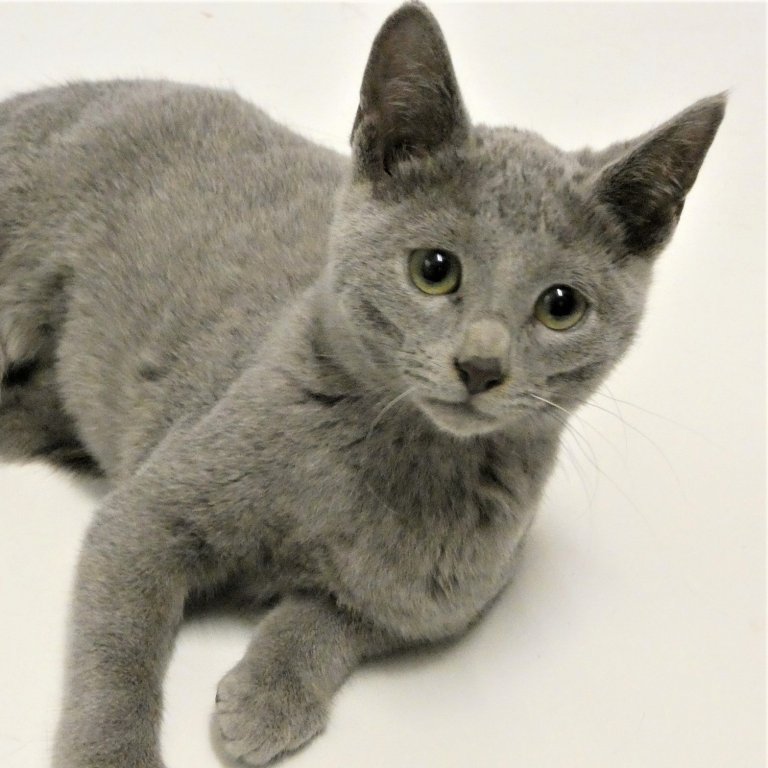 √70 ou plus chat bleu russe à donner belgique 233191 Pictngamukjpu8cm