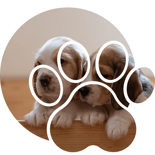Dog Training Berthoud The Importance of Training Your Puppy