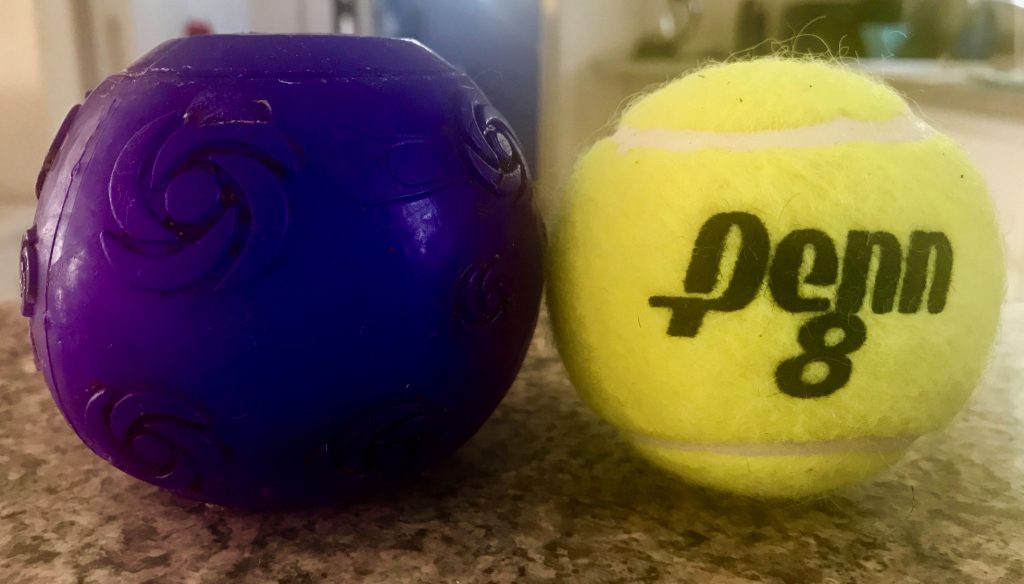 A Dog Dies Choking On A Tennis Ball And We Can Prevent It