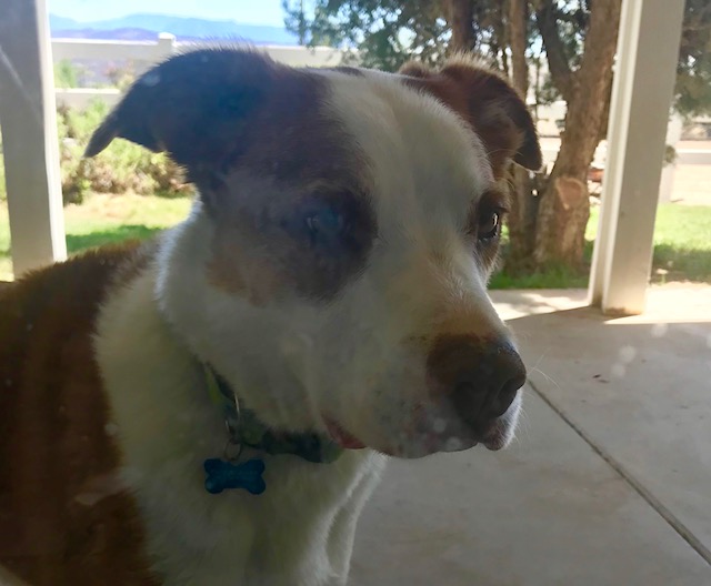 Do Old Dogs Feel The Heat More