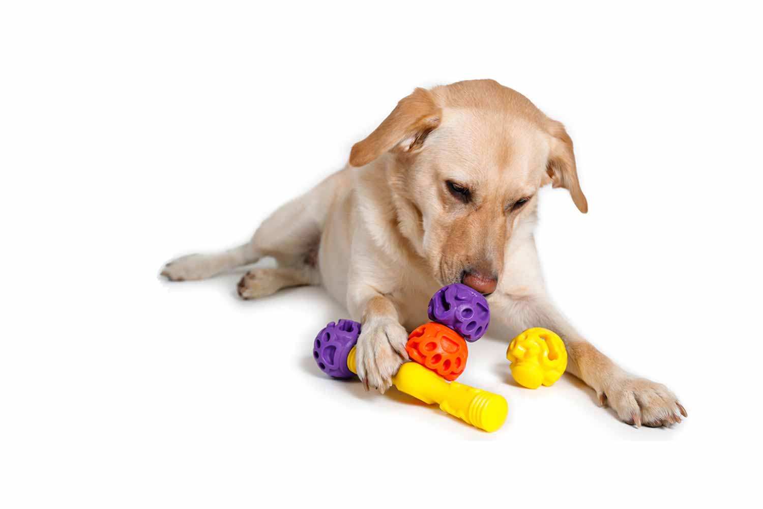 Foraging Toys For Dogs Wow Blog