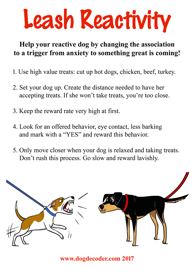 Leash Reactivity How to Relieve Your Dogs Anxiety Dog Decoder