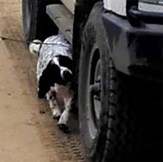 Bahrain The Dog Detectives